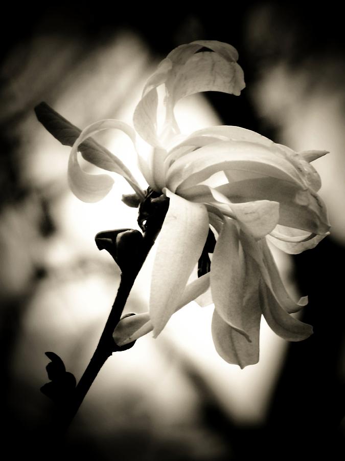 Magnolia And Shadows Photograph by Beth Akerman