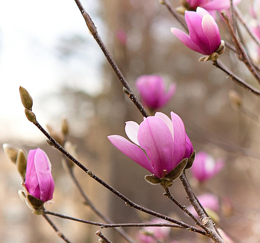 Magnolia Photograph by Anna Rumiantseva