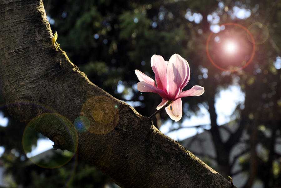 Magnolia Bloom Photograph by Andrew Dinh
