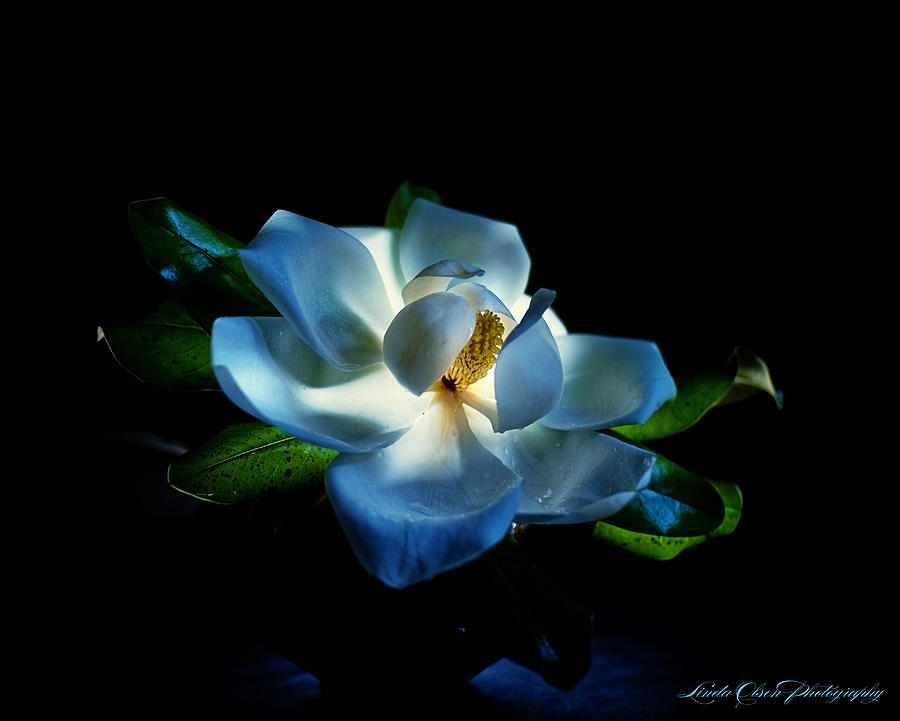Magnolia Bloom at Night Photograph by Linda Olsen