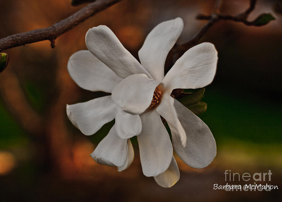 Magnolia Bloom Photograph by Barbara McMahon