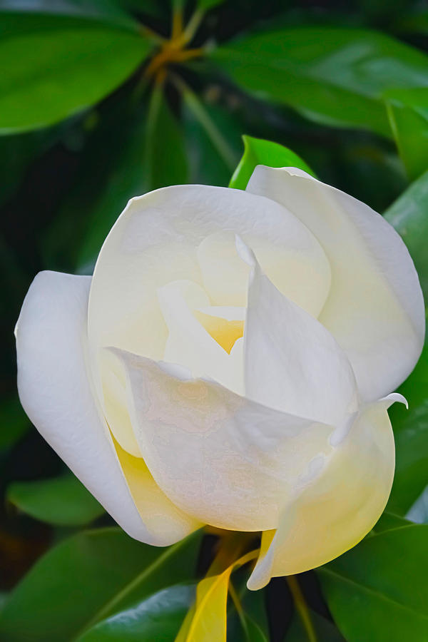 Magnolia Blossom Photograph by Barbara Dean