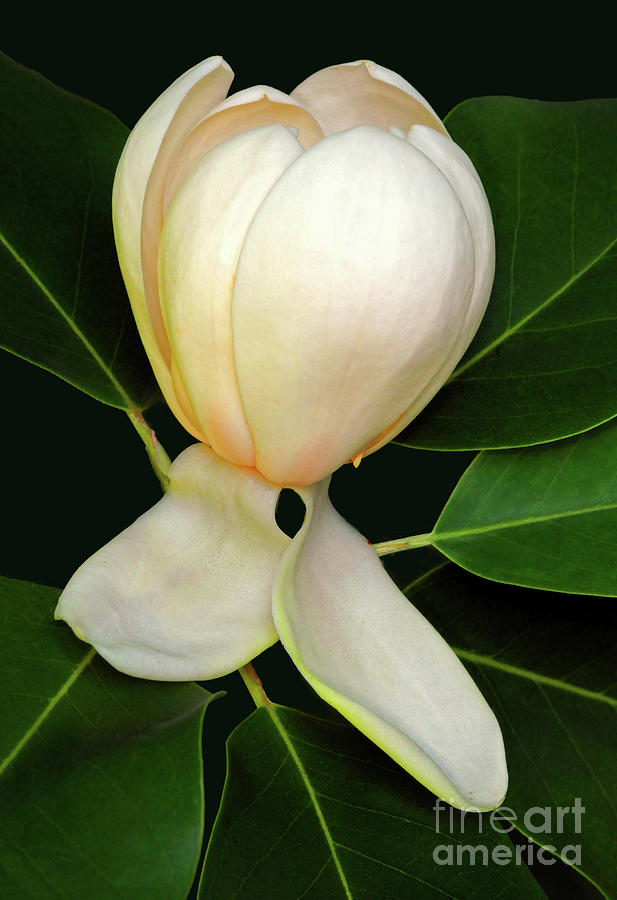 Magnolia Blossom Photograph by Dave Mills