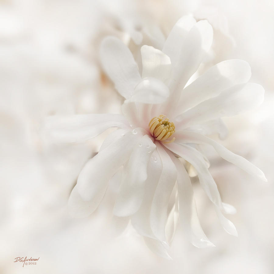 Magnolia blossom Photograph by Don Anderson
