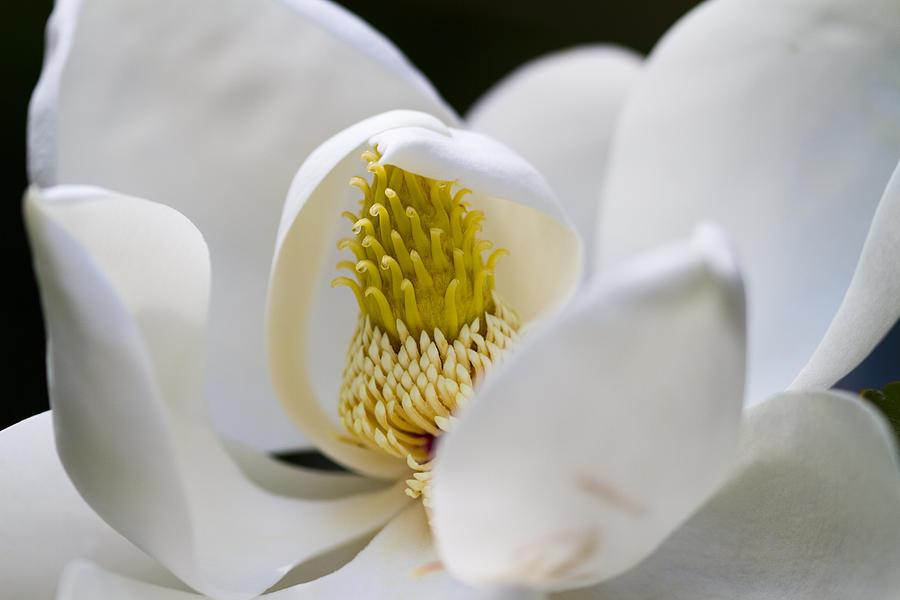 Magnolia Blossom Hoody Photograph by Kathy Clark