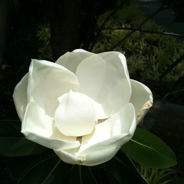 Magnolia Blossom; Iphone 3gs; No Effects Photograph by Donna Johnson