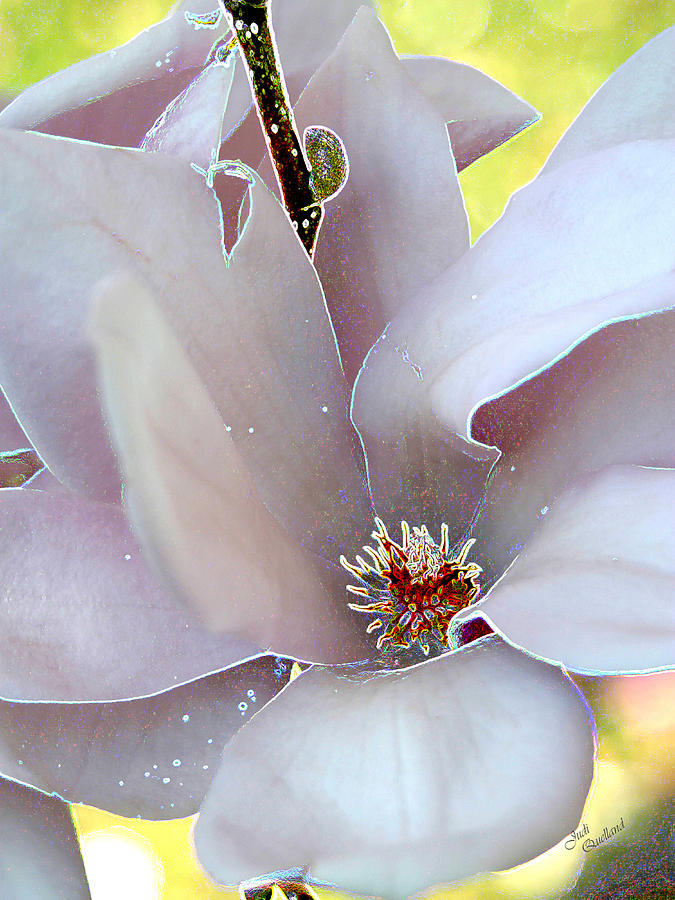 Magnolia Blossom Photograph by Judi Quelland