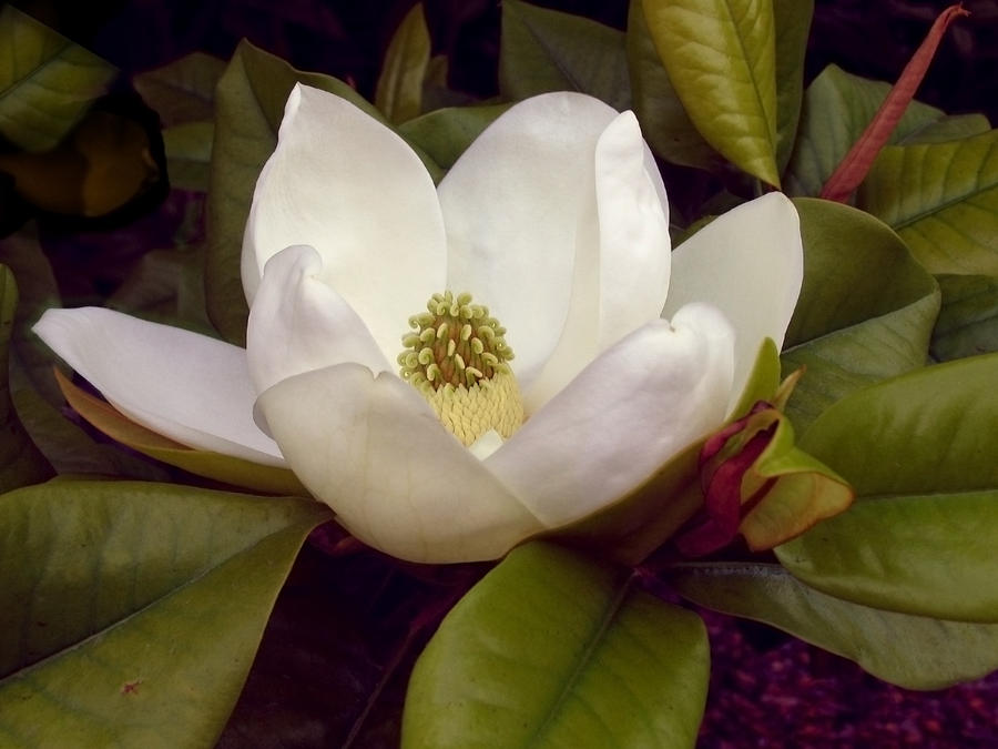 Magnolia Blossom Photograph by Natalya Shvetsky