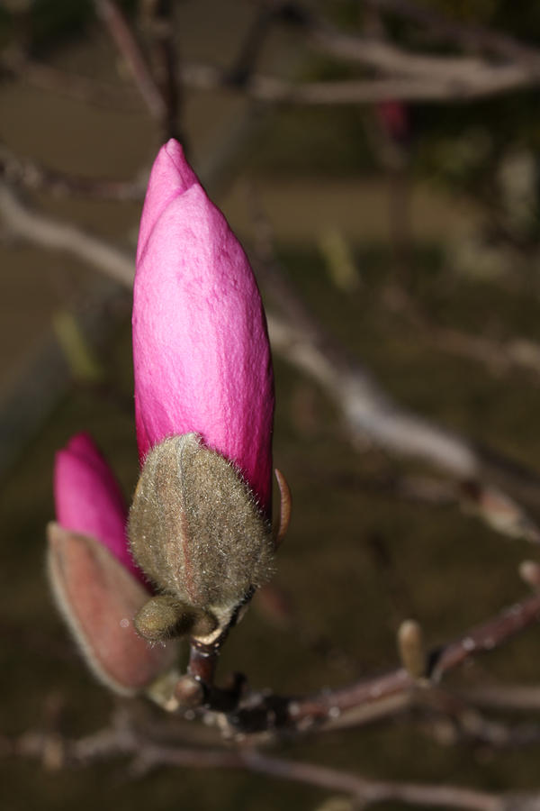 Magnolia Blossom Photograph by Robert Morin