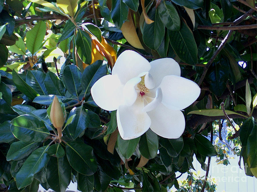 Magnolia Movie Photograph - Magnolia Blossom by The Kepharts 