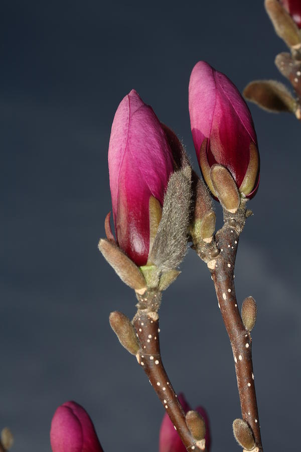 Magnolia Blossoms Photograph by Robert Morin
