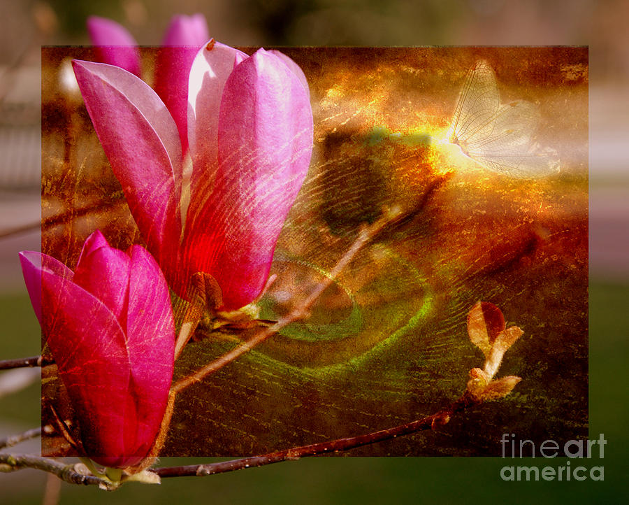 Magnolia Buds Photograph by Susanne Van Hulst