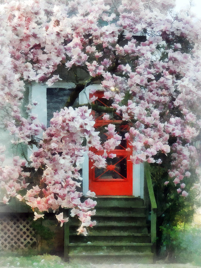 Magnolia by Red Door Photograph by Susan Savad
