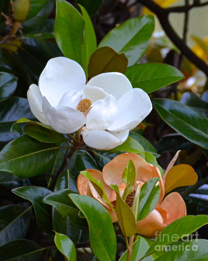 Magnolia Photograph by Carol  Bradley