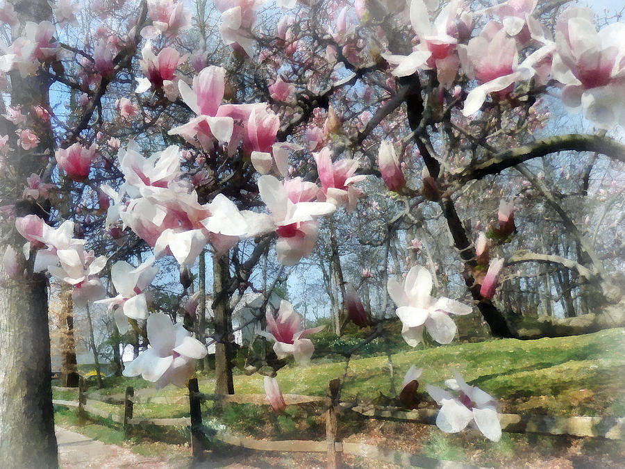Magnolia Closeup by Fence Photograph by Susan Savad