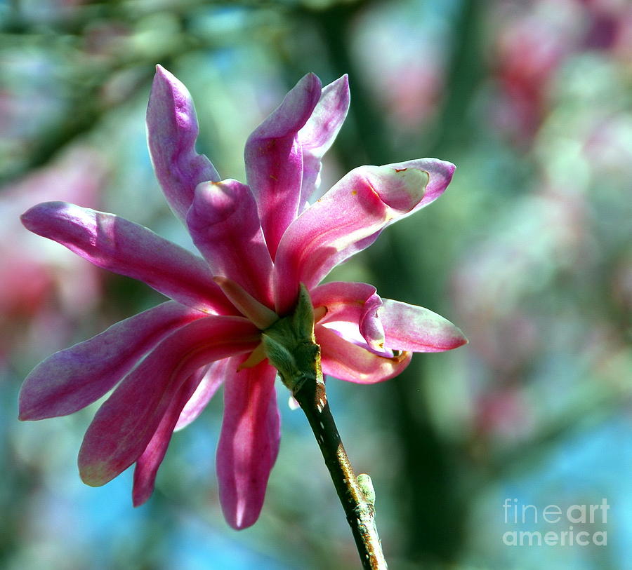 Magnolia Colors Galore  Photograph by Andrea Kollo