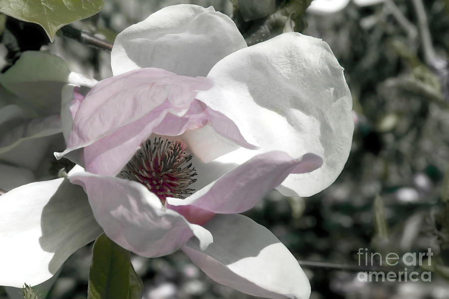 Magnolia Digital Art Digital Art by Sherry  Curry