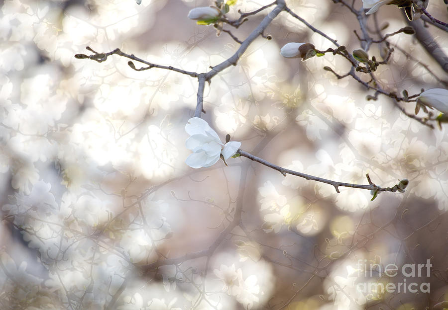Magnolia Dream Photograph by Susan Cole Kelly
