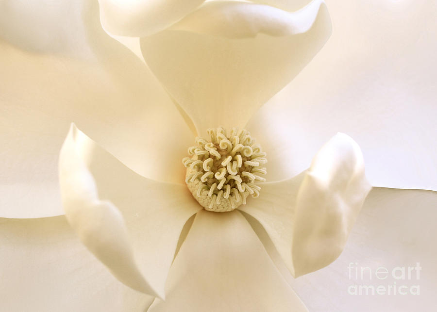 Magnolia Embrace Photograph by Carol Groenen