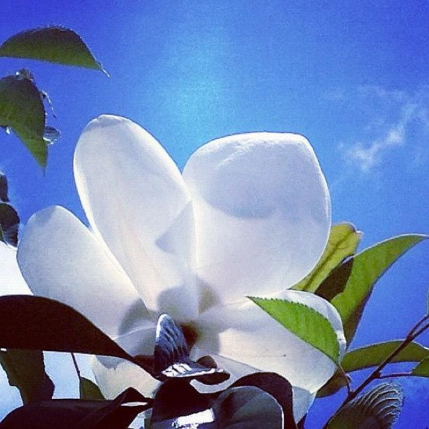 Magnolia Movie Photograph - #magnolia #flower In My #garden by Irina Moskalev