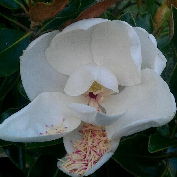 Flower Photograph - Magnolia Flower by Kelli Stowe