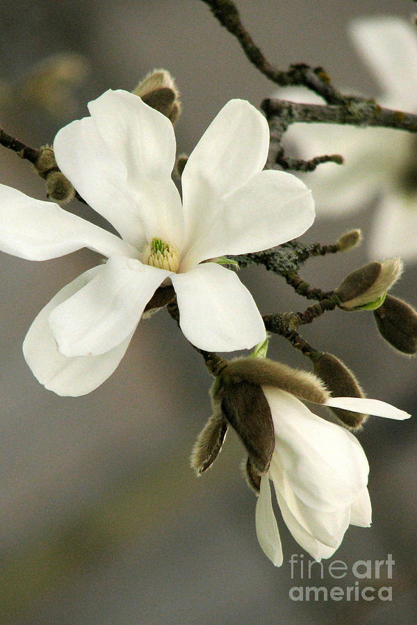 Magnolia Photograph - Magnolia by Frank Townsley Magnolia Photograph - Magnolia by Frank Townsley
