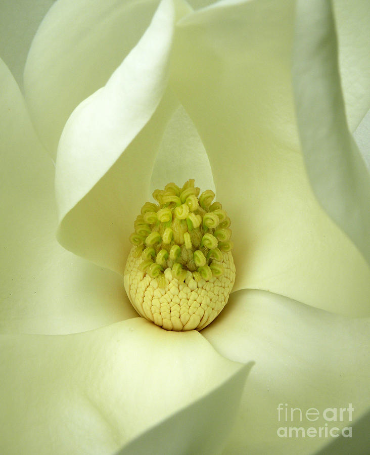 Magnolia Grandiflora Photograph by Deborah Smith