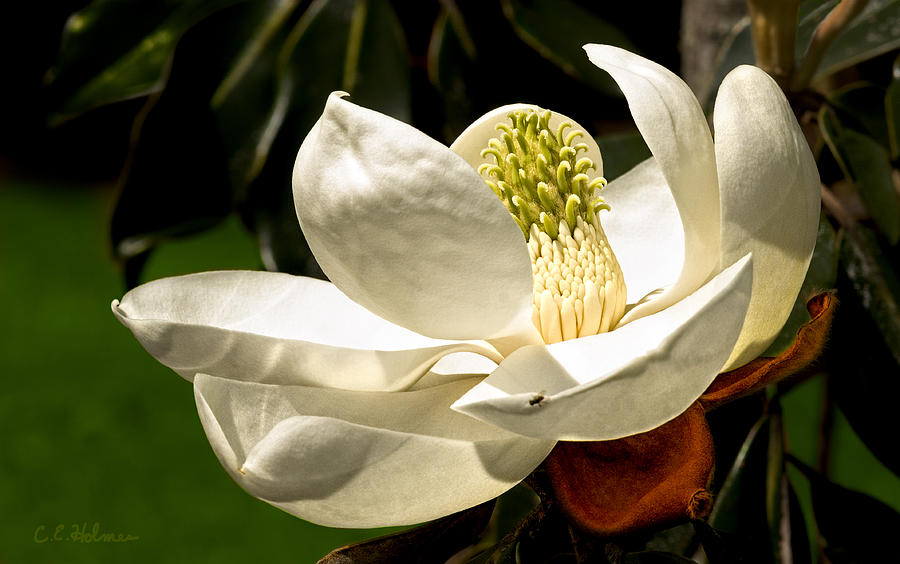 Magnolia II Photograph by Christopher Holmes