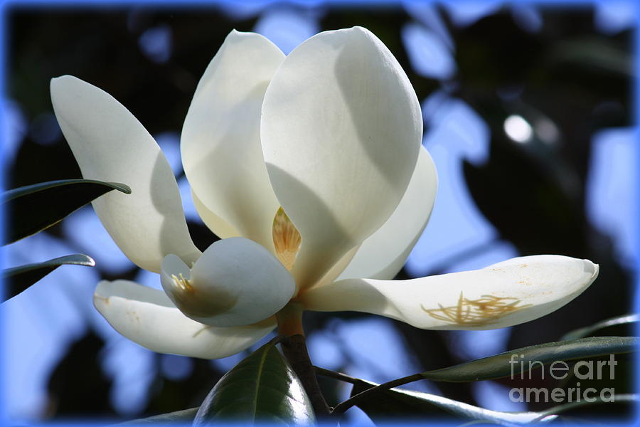 Magnolia in Blue Photograph by Carol Groenen Fine Art America