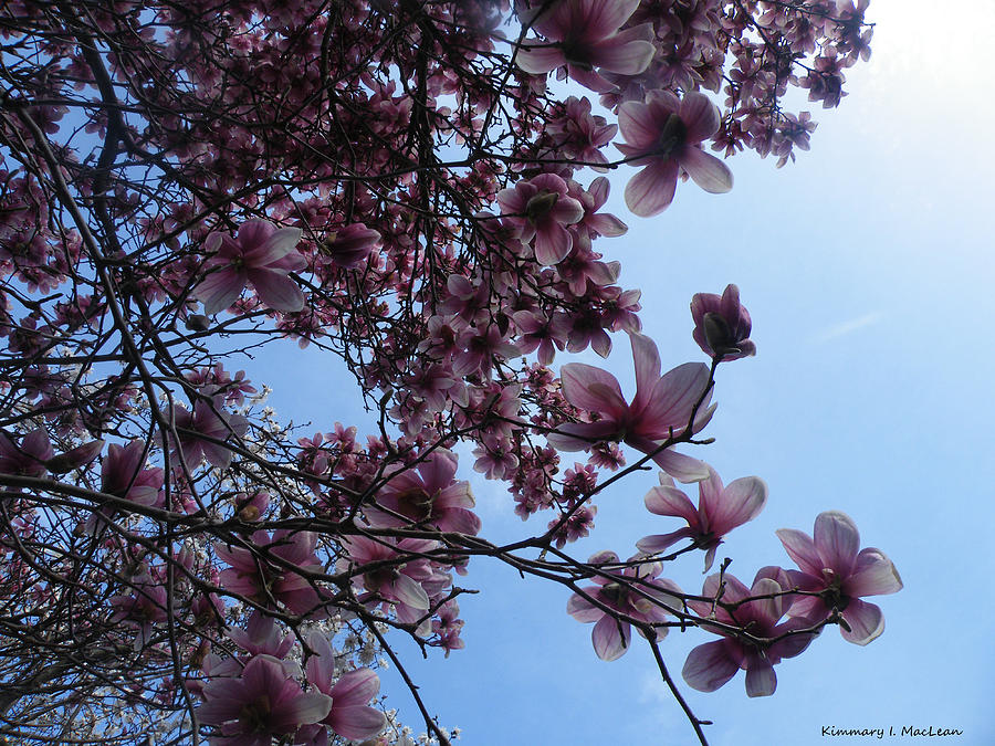 Magnolia in the Sky Photograph by Kimmary MacLean