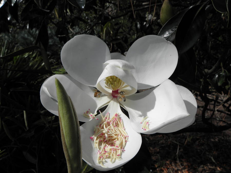 Magnolia  Photograph by Kim Galluzzo Wozniak