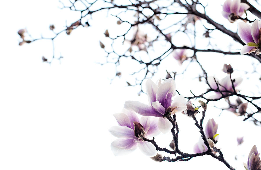 Magnolia Photograph by Laura Melis