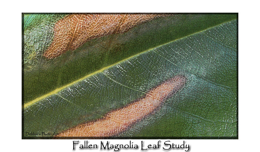 Magnolia Leaf  Photograph by Debbie Portwood