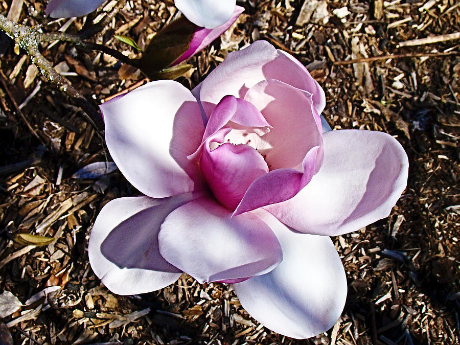 Magnolia Photograph by Nick Kloepping