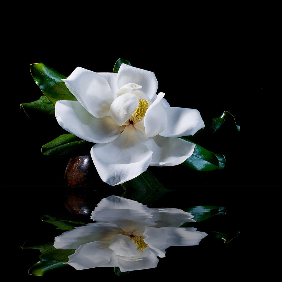 Magnolia Reflection Photograph by Linda Olsen