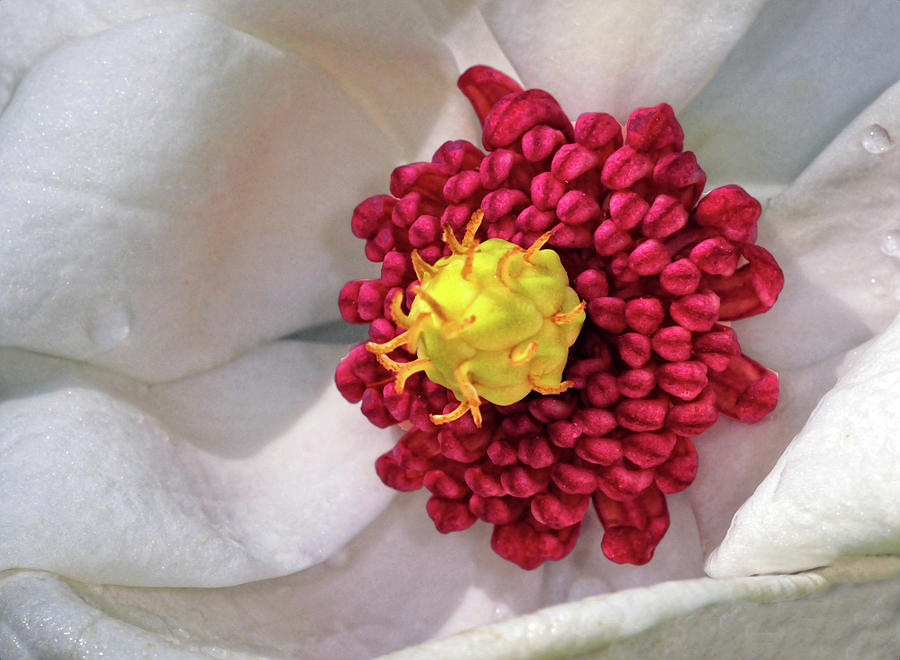 Magnolia Sieboldiana Closeup Photograph by Dave Mills