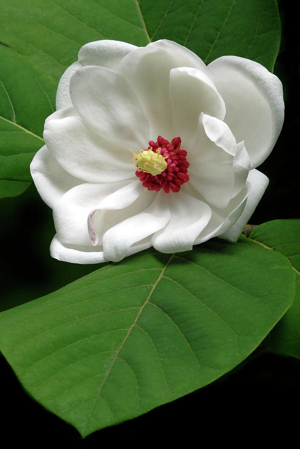 Magnolia Sieboldiana Photograph by Dave Mills