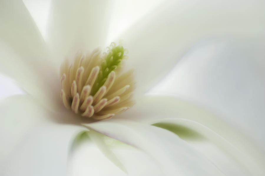 Spring Photograph - Magnolia by Silke Magino
