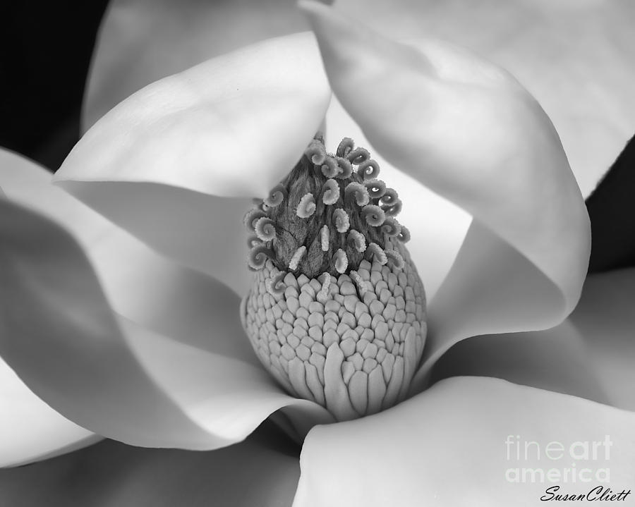 Magnolia Photograph by Susan Cliett