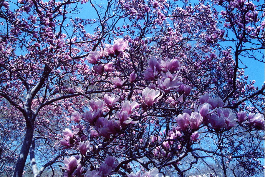 Magnolia Tree Photograph by Andrea Lucas - Fine Art America