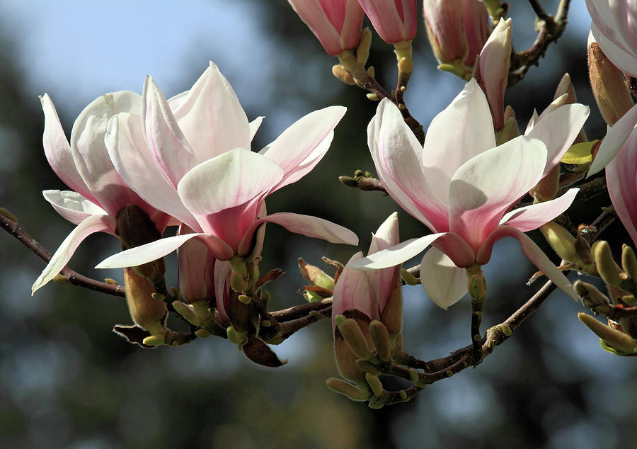 Magnolia Tree Photograph by Pierre Leclerc Photography