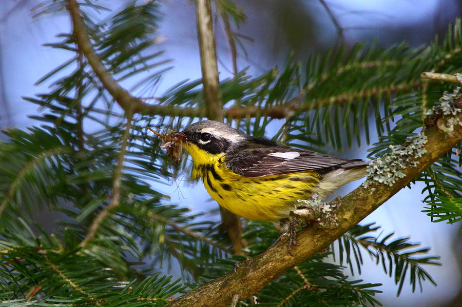 Magnolia Warbler Photograph by Bruce J Robinson