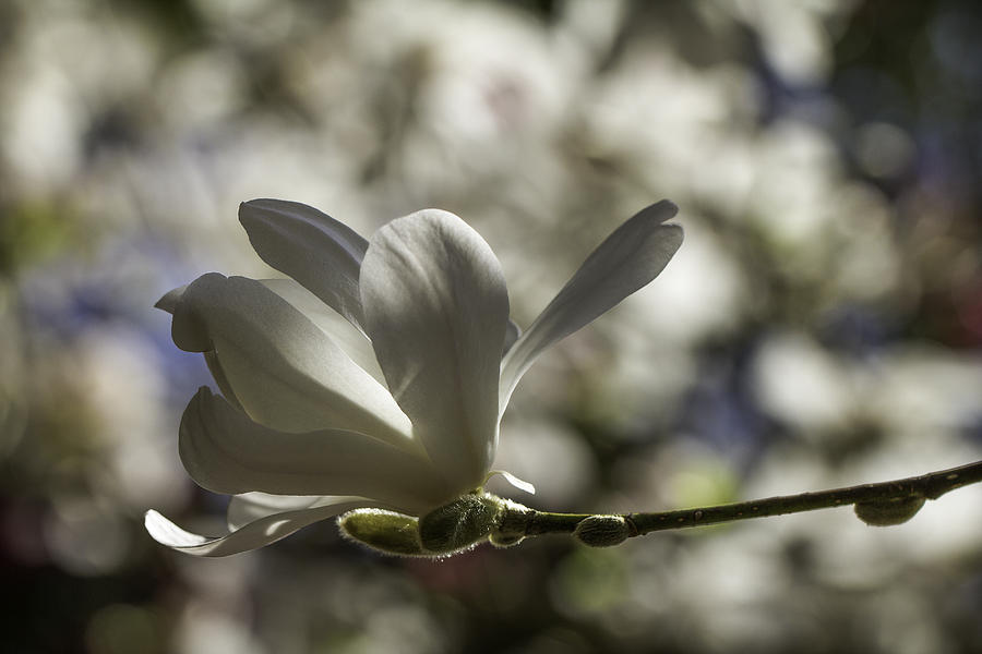Magnolia x loebneri  Merrill. Photograph by Clare Bambers
