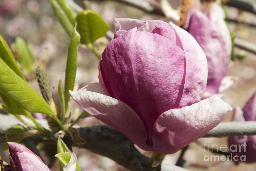 Magnolia x soulangeana Flower Photograph by Sherry  Curry