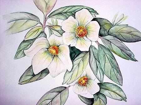 Flower Painting - Magnolias by Cristy Crites