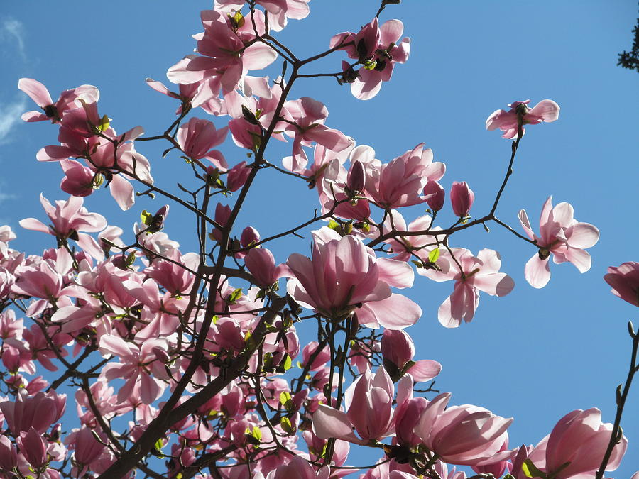 Magnolias heaven Photograph by Alfred Ng