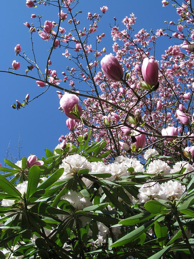 Spring Photograph - Magnolias With Rhodendron by Alfred Ng