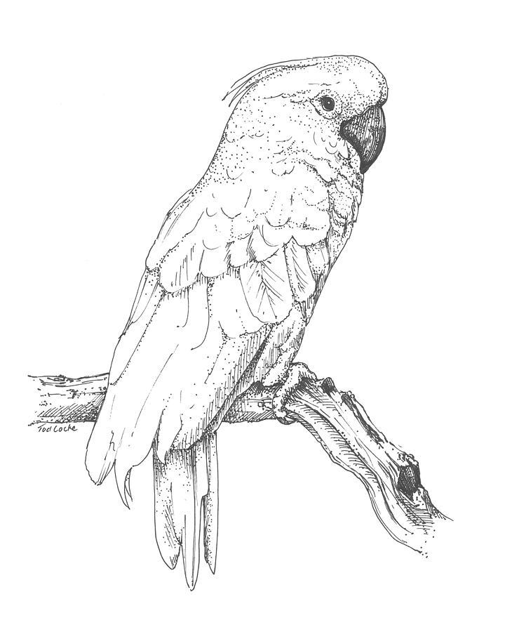 Pencil Drawing Cockatoo Birds Sketch Coloring Page