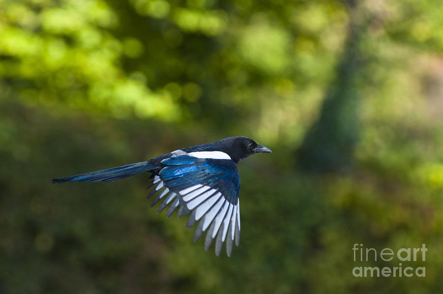 Magpie Photograph by Andrew  Michael