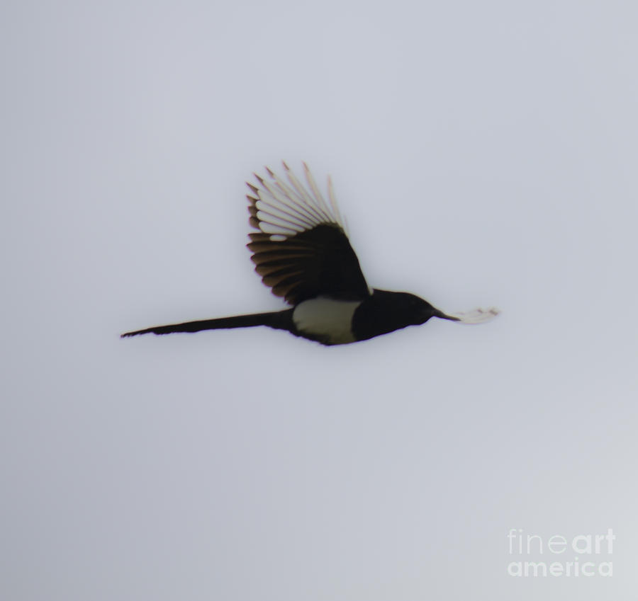 Magpie in Flight Photograph by Donna L Munro